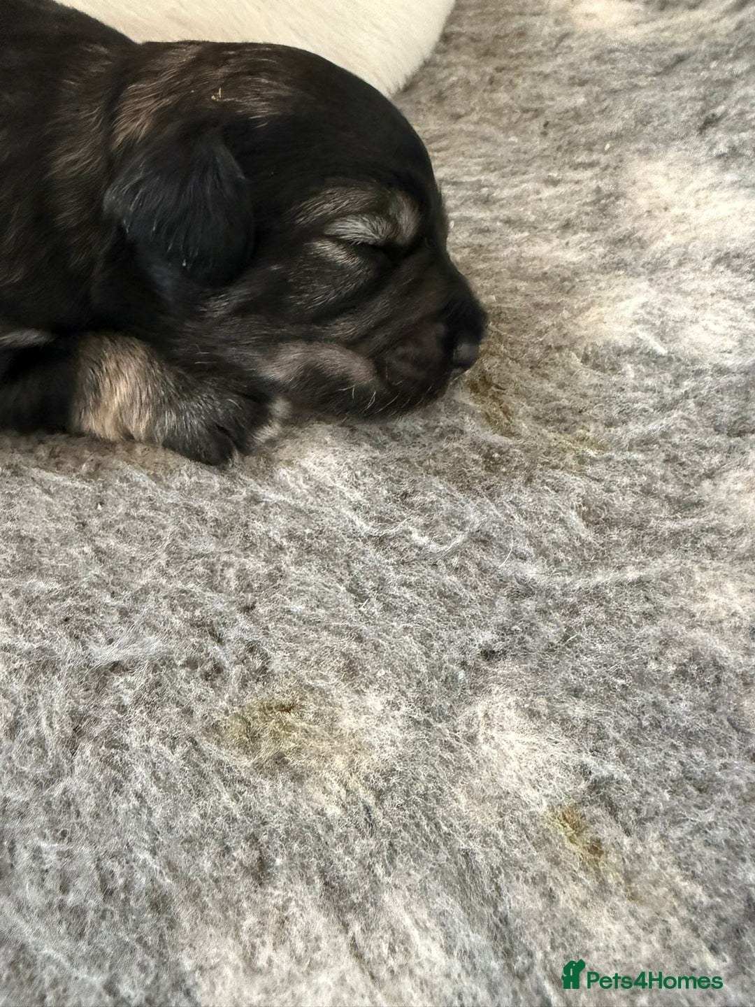 Miniature Schnauzer dogs for sale: 5*KC MINIATURE SCHNAUZER PUPPIES  - Image 2