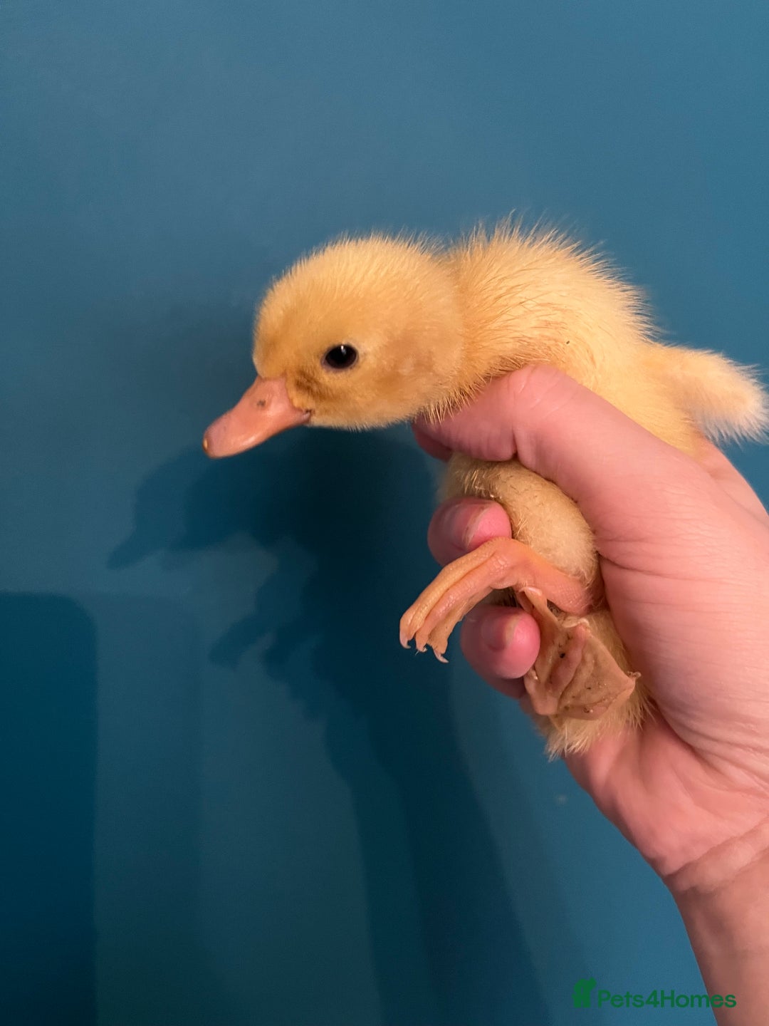 Ducks poultry for sale: Indian runner ducklings - Image 2