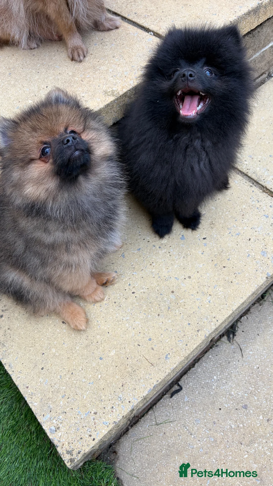 Pomeranian dogs for sale: 2 stunning male Pomeranian ready for new homes now - Advert 1