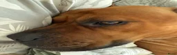 Mixed Breed dogs for sale: Rocky (mastiff x staff)  - Advert 14