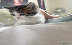 Mixed Breed cats for sale: Sweetest 5 kittens  - Image 6