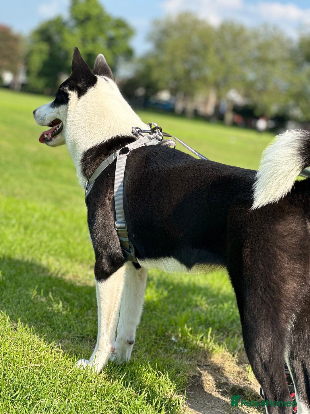 Mixed Breed dogs for sale: Lilli - Advert 2