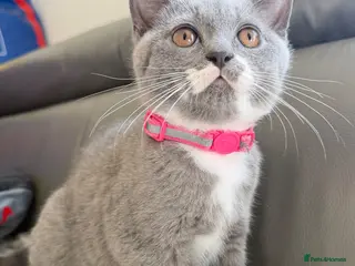 British Shorthair cats Champion Line British shorthair girl - Advert 2