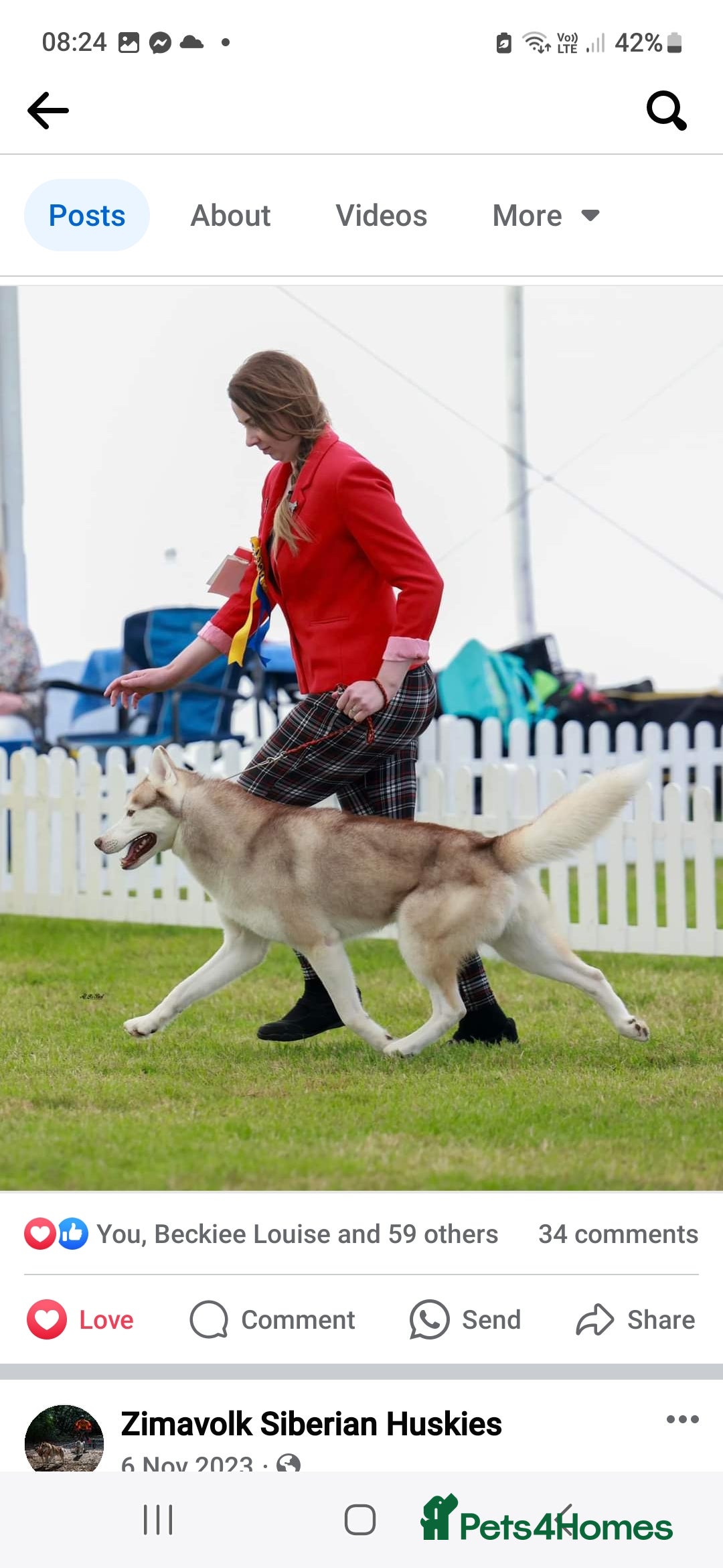Siberian Husky dogs for sale: Kc reg Siberian husky pups due end of sept  - Image 7