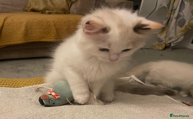 Ragdoll cats - Advert 14