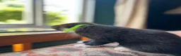 Mixed Breed cats for sale: Three kittens ready now in Torquay - Advert 5
