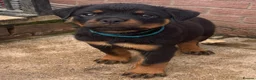 Rottweiler dogs for sale: ⭐️ Outstanding Rottweiler Puppies ⭐️ - Advert 11