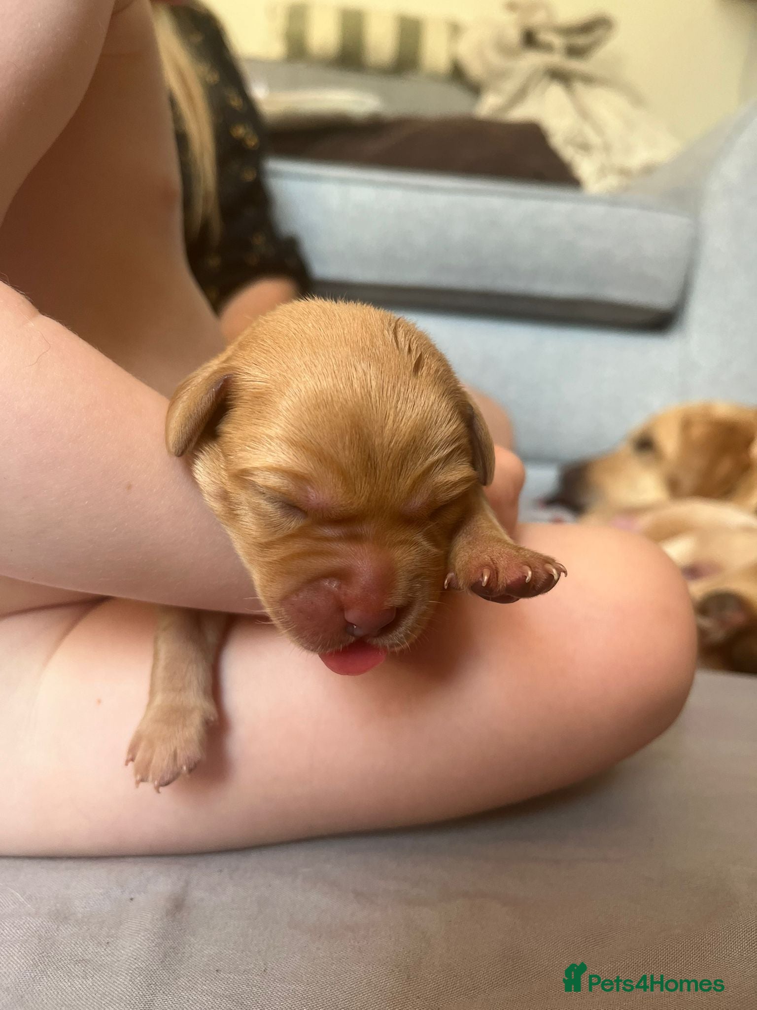 Labrador Retriever Puppy 2
