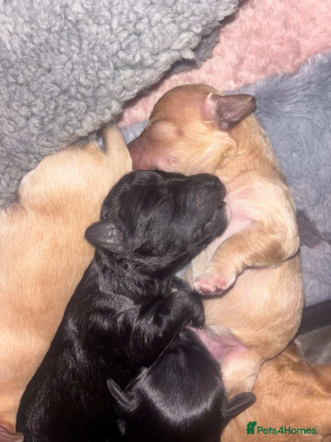 Mixed Breed dogs for sale: Cockapoochon puppies - Image 6