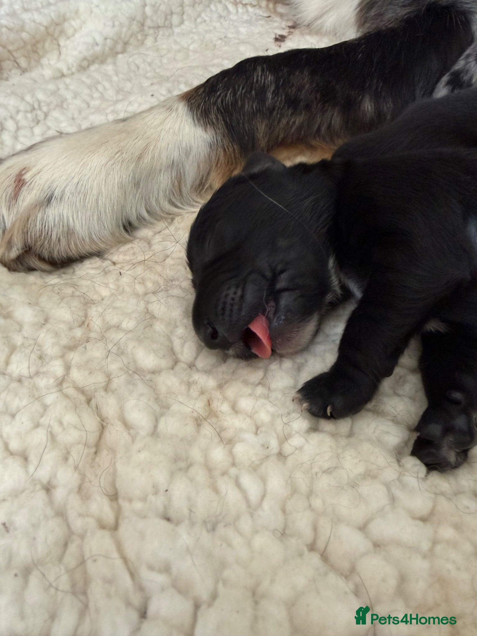 Mixed Breed dogs Coltriever puppy’s born. More info coming soon  - Advert 2