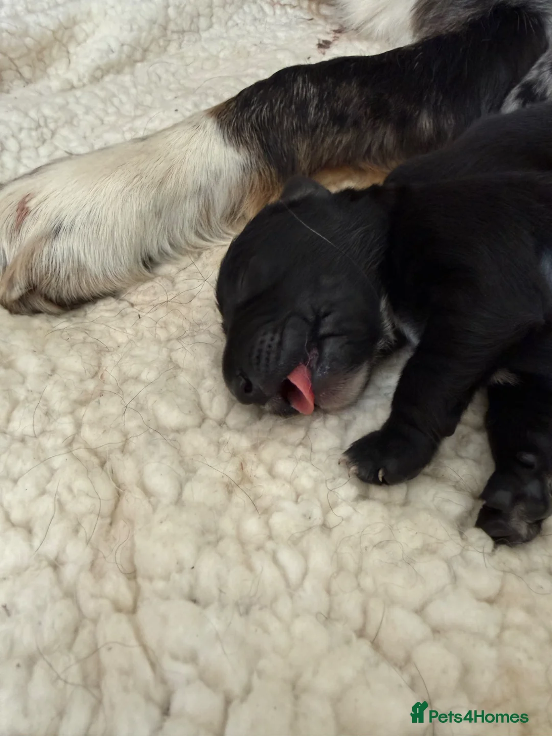 Mixed Breed dogs for sale: Coltriever puppy’s born. More info coming soon  - Advert 2