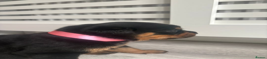 Rottweiler Puppy 5