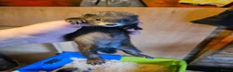 Ferret rodents for sale: FULL EU POLECAT  in Jarrow - Advert 3