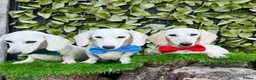 Miniature Dachshund dogs for sale: Pure White GHOST dachshunds - Advert 14