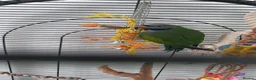 Parrots birds for sale: Derbyan parrot looking for a new home  - Advert 3