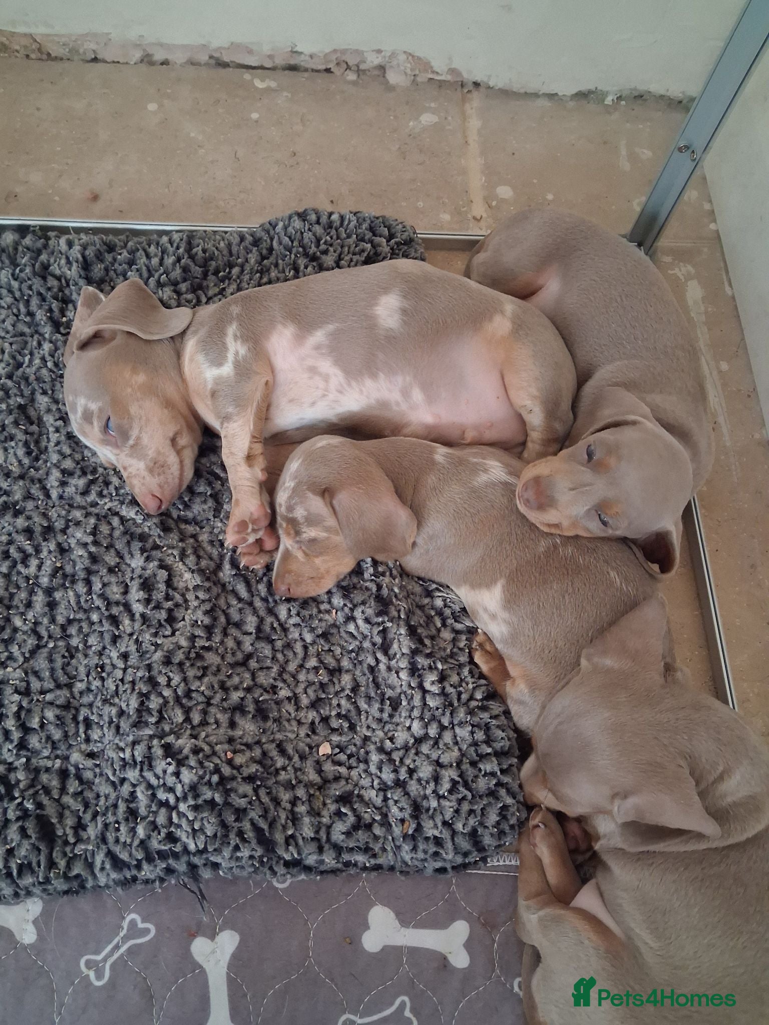 Miniature Dachshund dogs 3 Isabella and Tan puppies ready to go 10th July - Advert 1