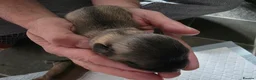 Chihuahua dogs for sale: 4 Chihauhau puppies ready end of July - Advert 2