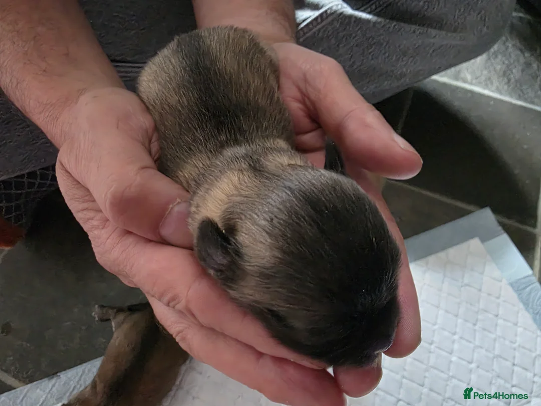 Chihuahua dogs for sale: 4 Chihauhau puppies ready end of July - Advert 2