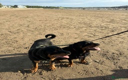 Rottweiler dogs for sale: Stunning Rottweiler puppies - Image 3