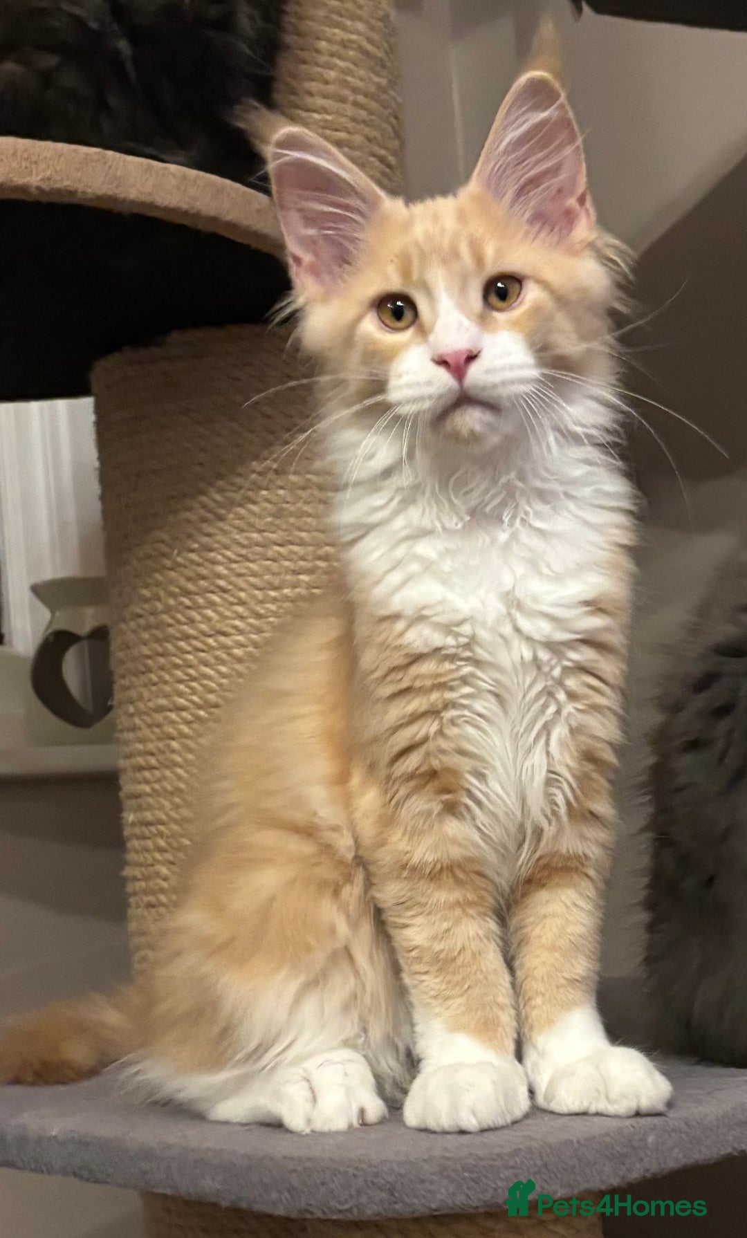 Maine Coon cats for sale: Beautiful Maine Coon Kitten - Champion Lines - Advert 20