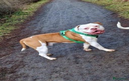 American Bulldog dogs for sale: American bulldog puppy female - Image 8