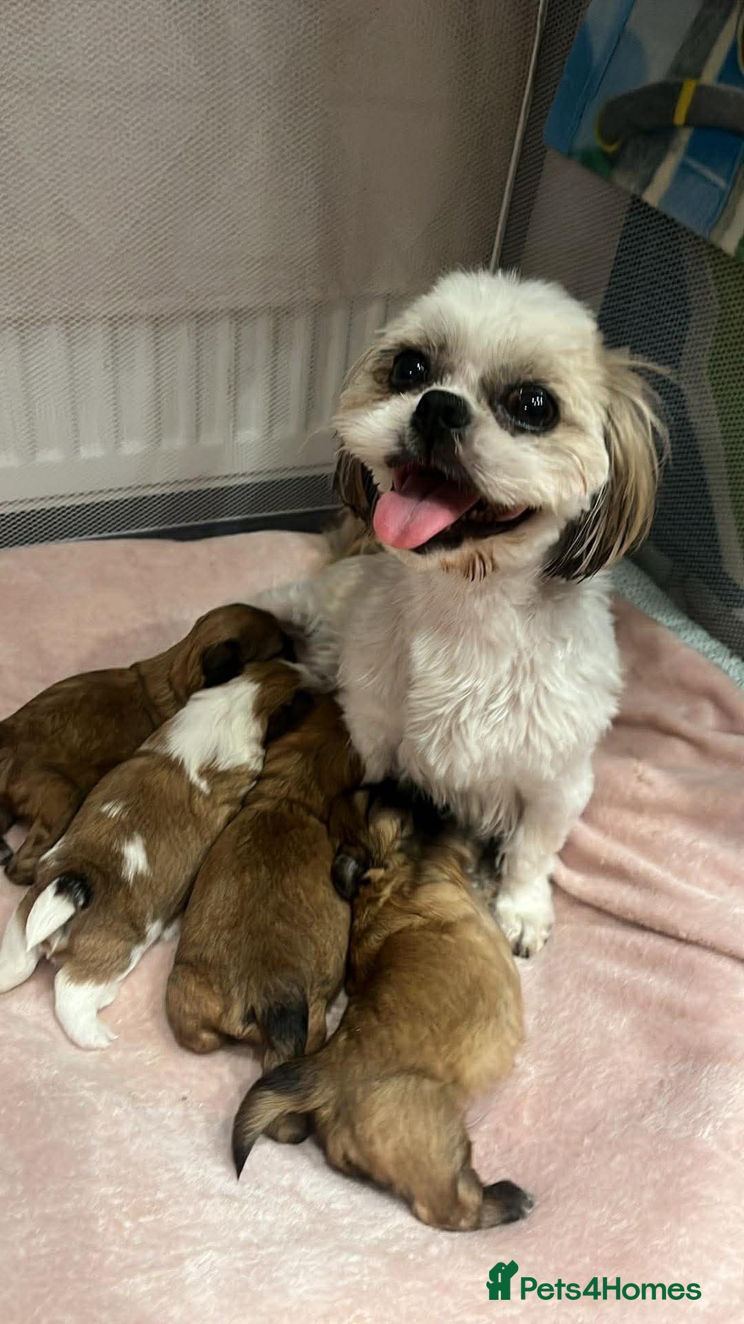 Shih Tzu dogs Imperial Shih Tzu for Sale in Wigan - Advert 1