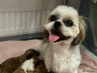 Shih Tzu dogs Imperial Shih Tzu for Sale in Wigan - Advert 1