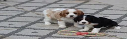 Cavachon dogs for sale: Beautiful Cavachon puppies for sale - Advert 3