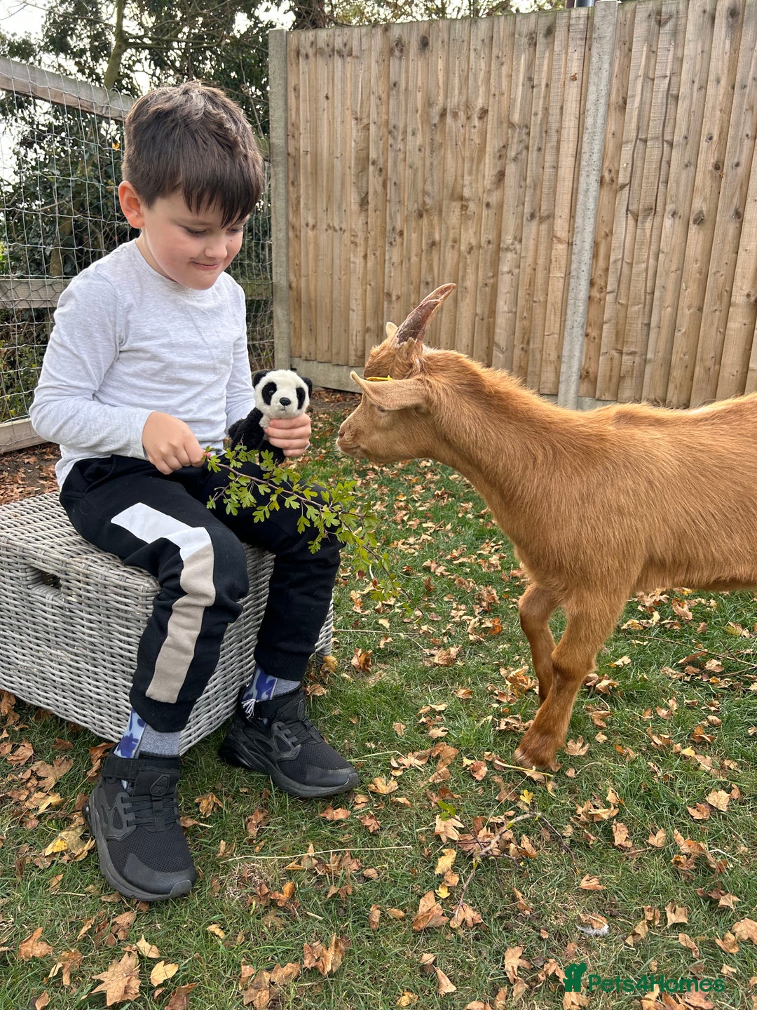 Goats livestock for sale: Golden Guernsey male   - Advert 1