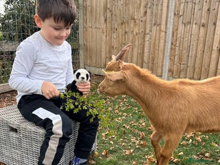 Goats livestock Golden Guernsey male - Advert 10
