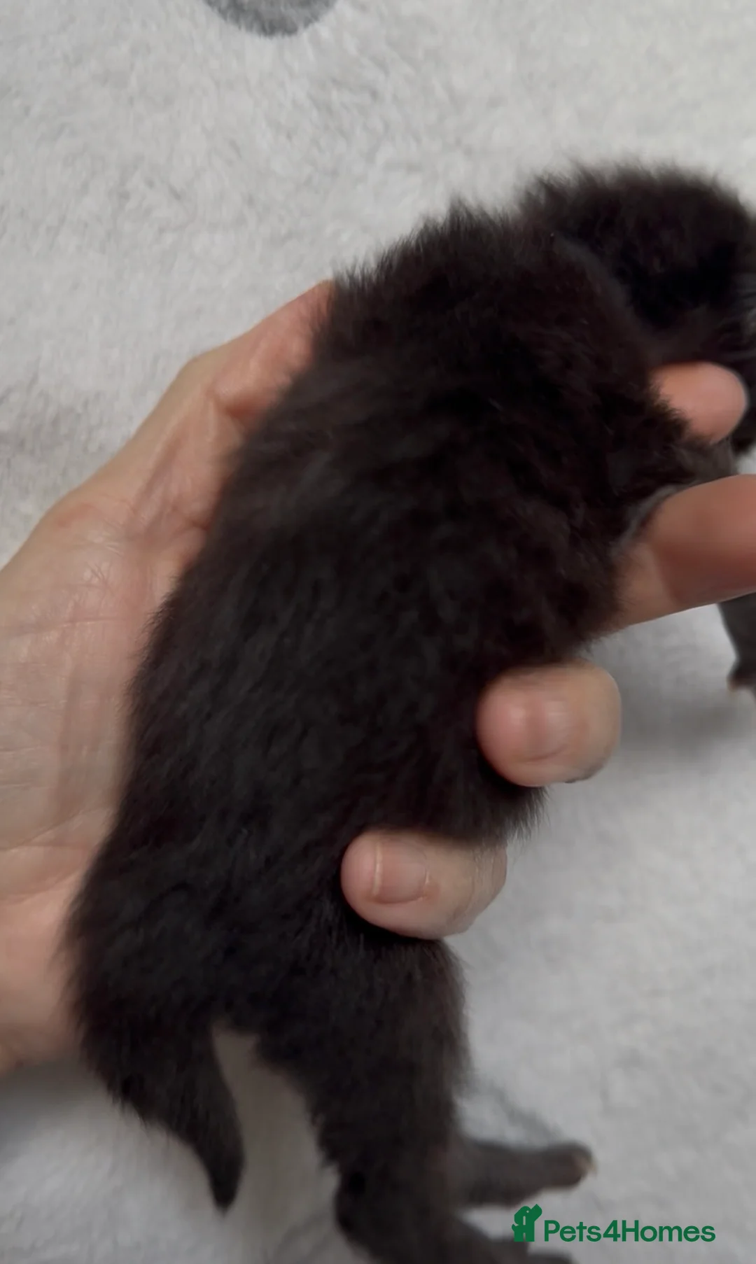 Maine Coon cats for sale: Stunning Maine Coon Kittens Unique Black Smokes - Advert 5