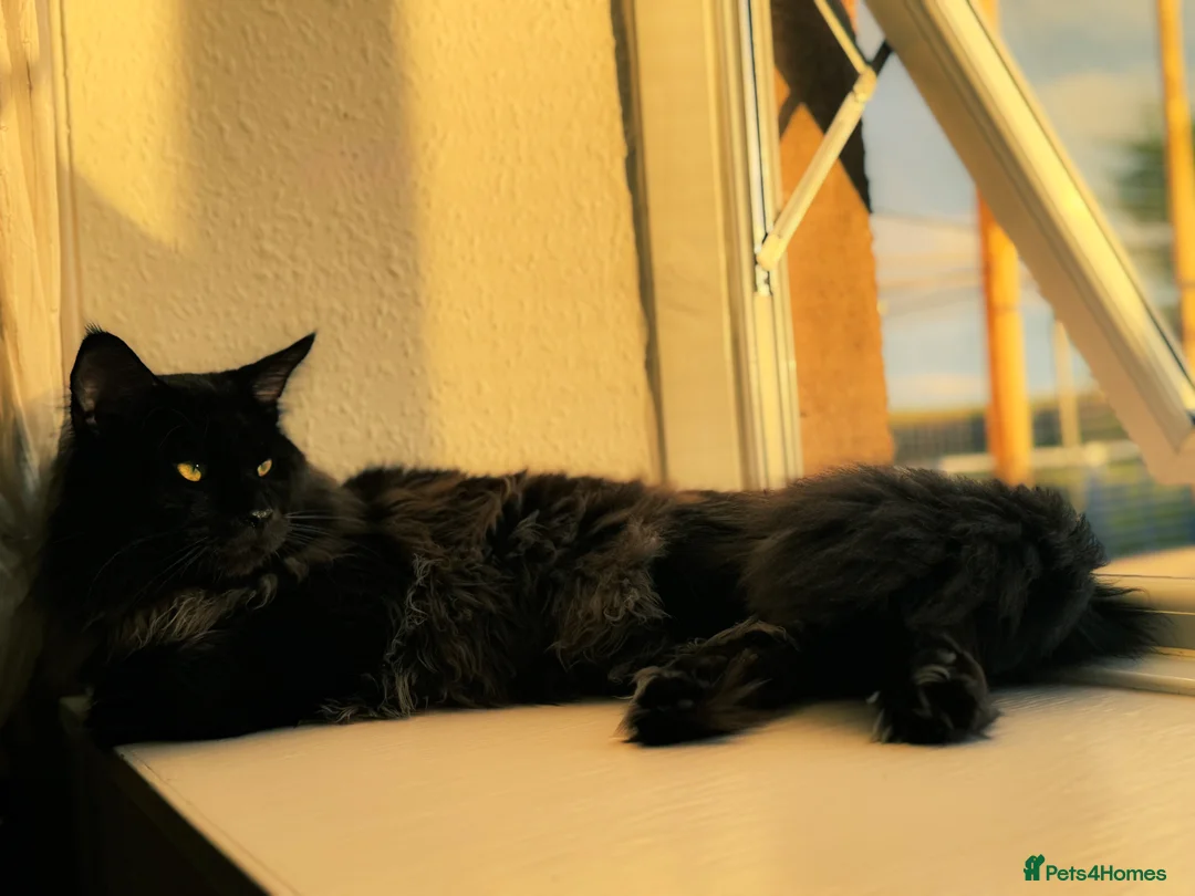 Maine Coon cats for stud: GCCF/TICA KING-SIZE STUD  in Dunfermline - Advert 5