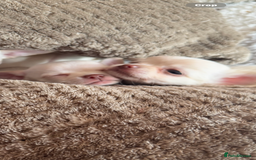 Chihuahua dogs for sale: Double chocolate platinum baby’s READY TO LEAVE  - Image 23
