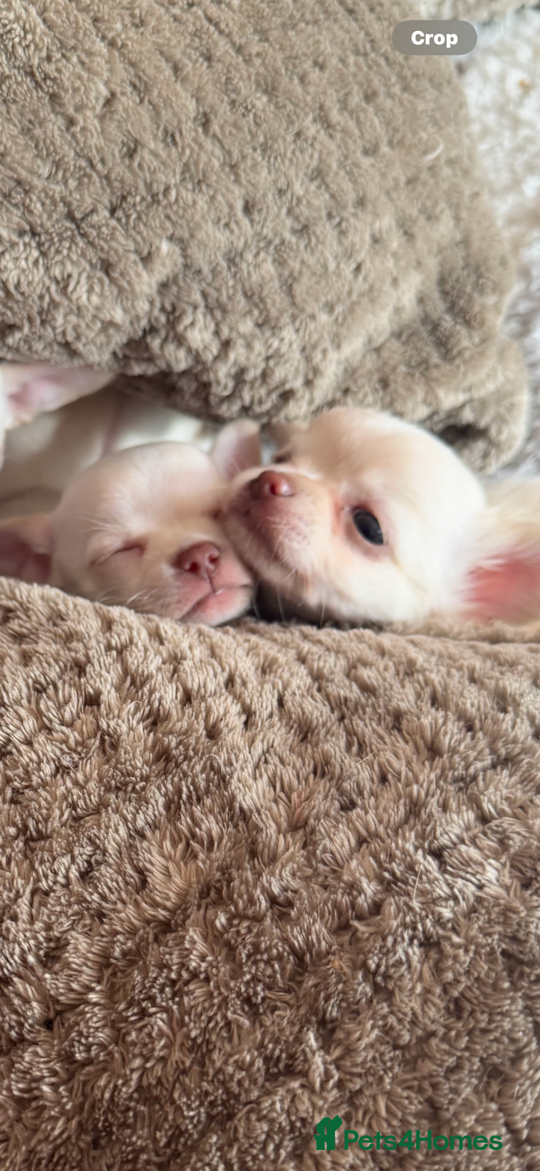 Chihuahua dogs for sale: Double chocolate platinum baby’s READY TO LEAVE  - Image 23