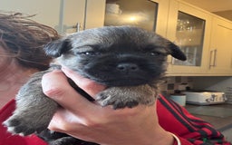 Border Terrier dogs for sale: KC Border Terrier Pups - Image 11