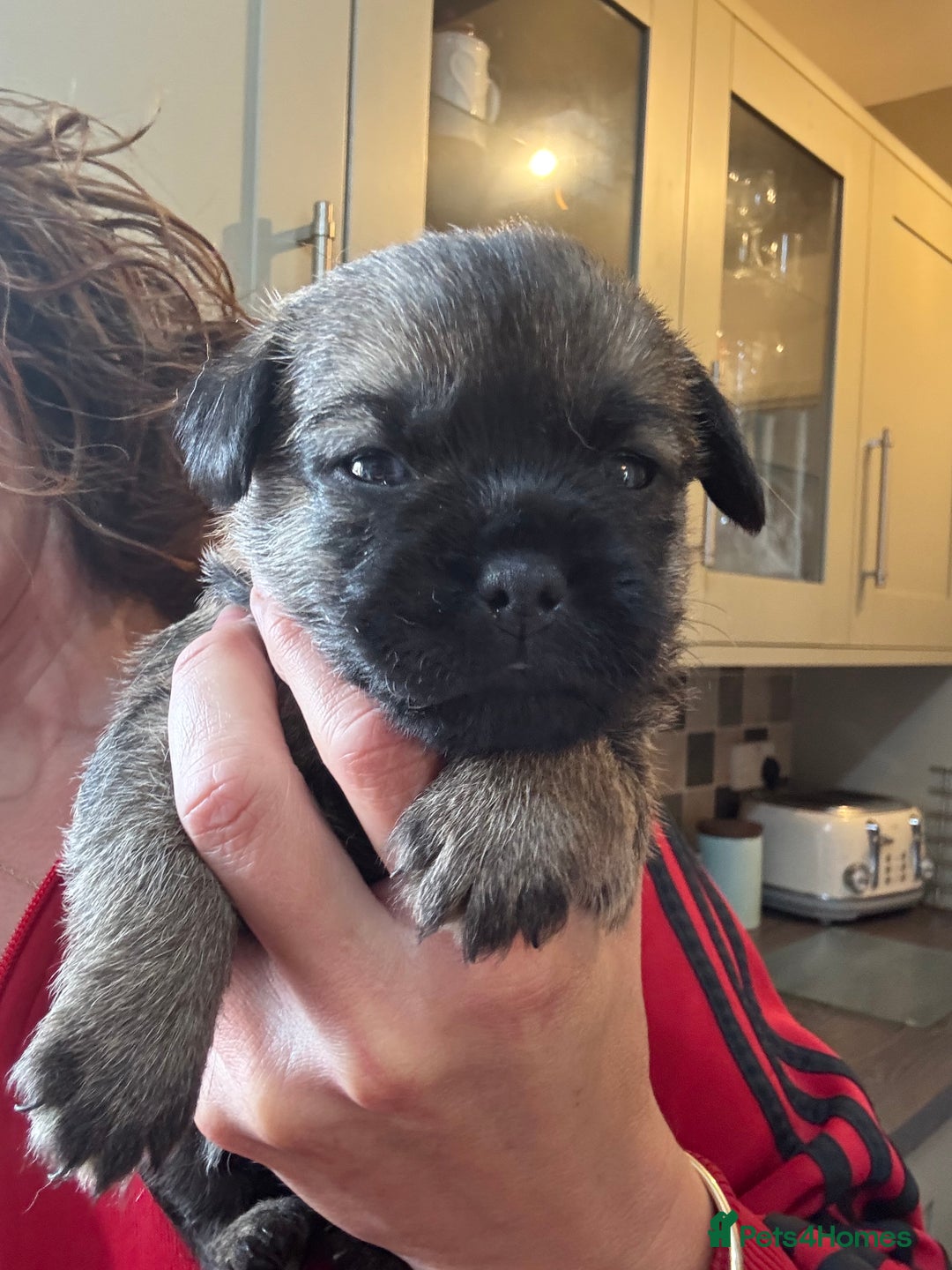 Border Terrier dogs for sale: KC Border Terrier Pups - Image 11