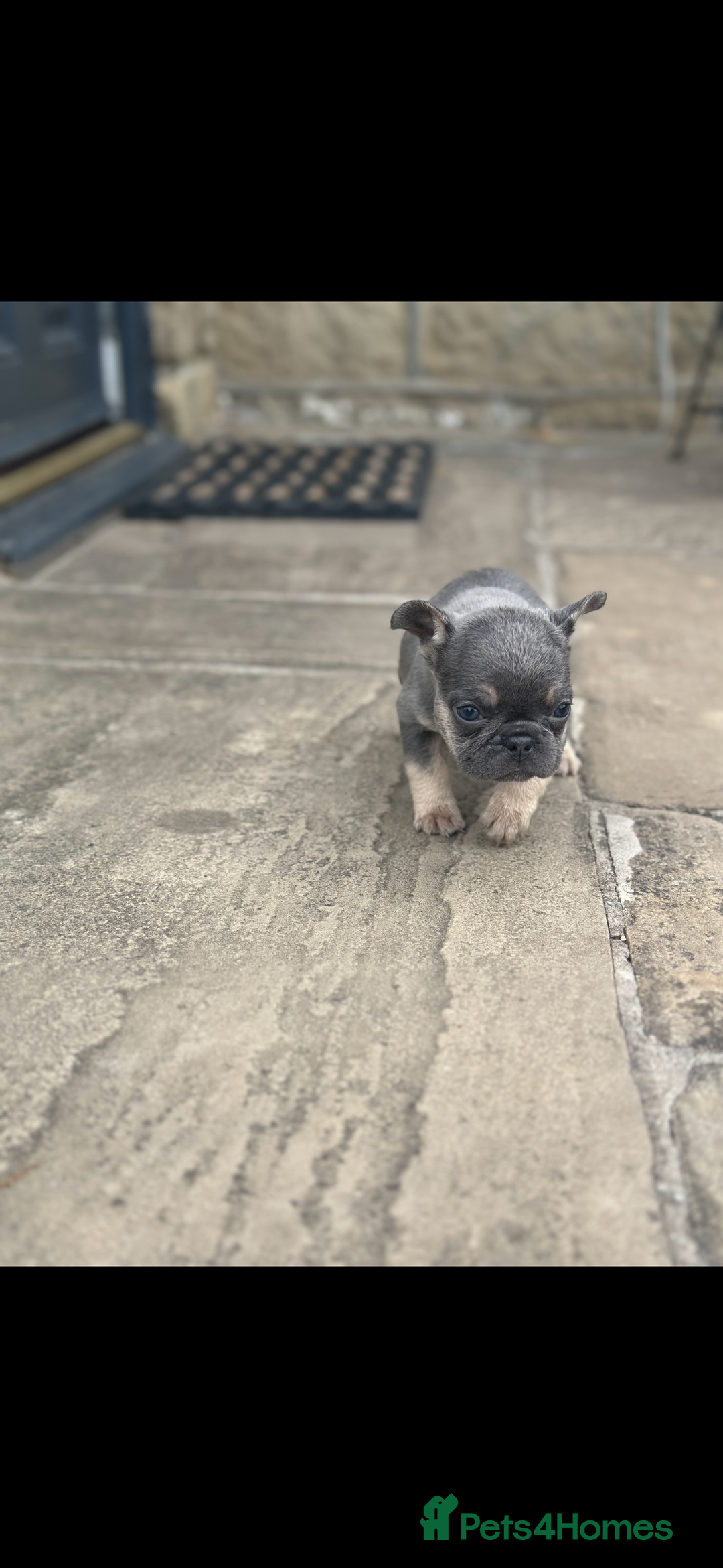 French Bulldog dogs for sale: miniature French bulldog carrying fluffy isabella - Image 5