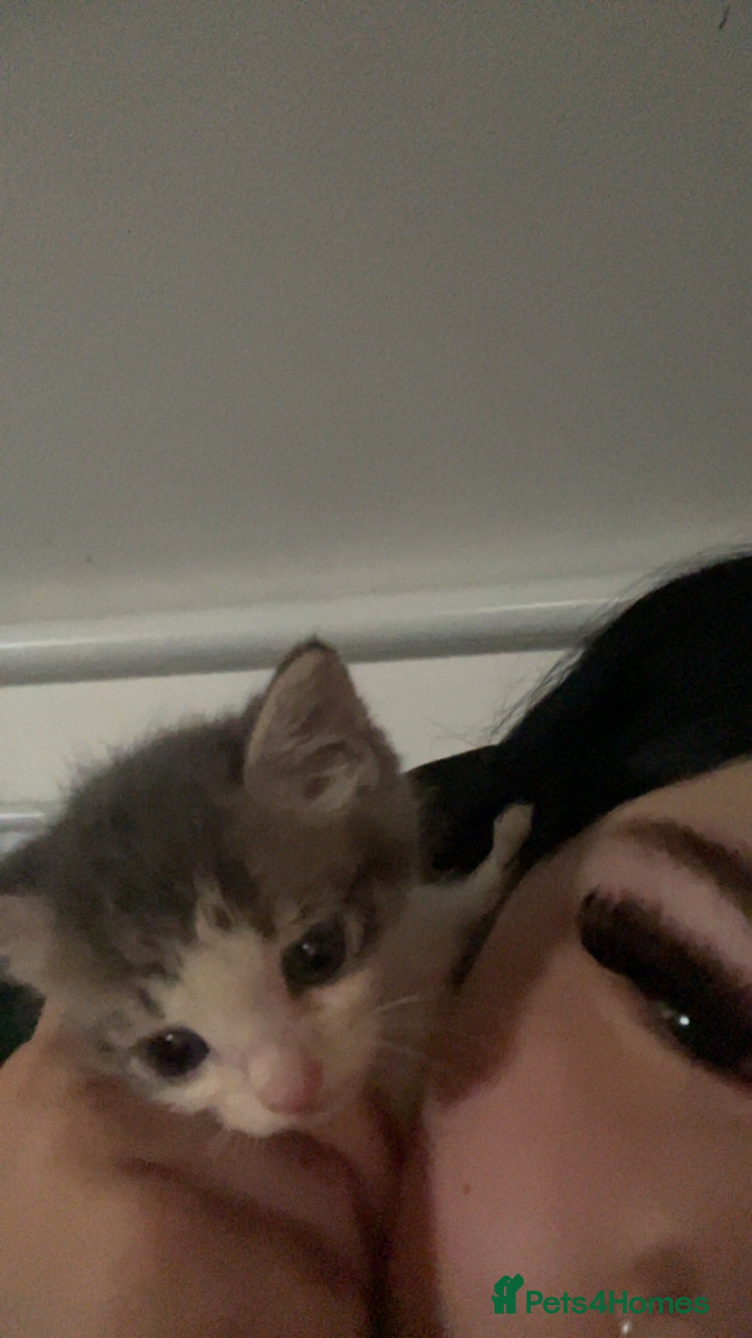 Mixed Breed cats Grey kitten for sale  - Advert 6