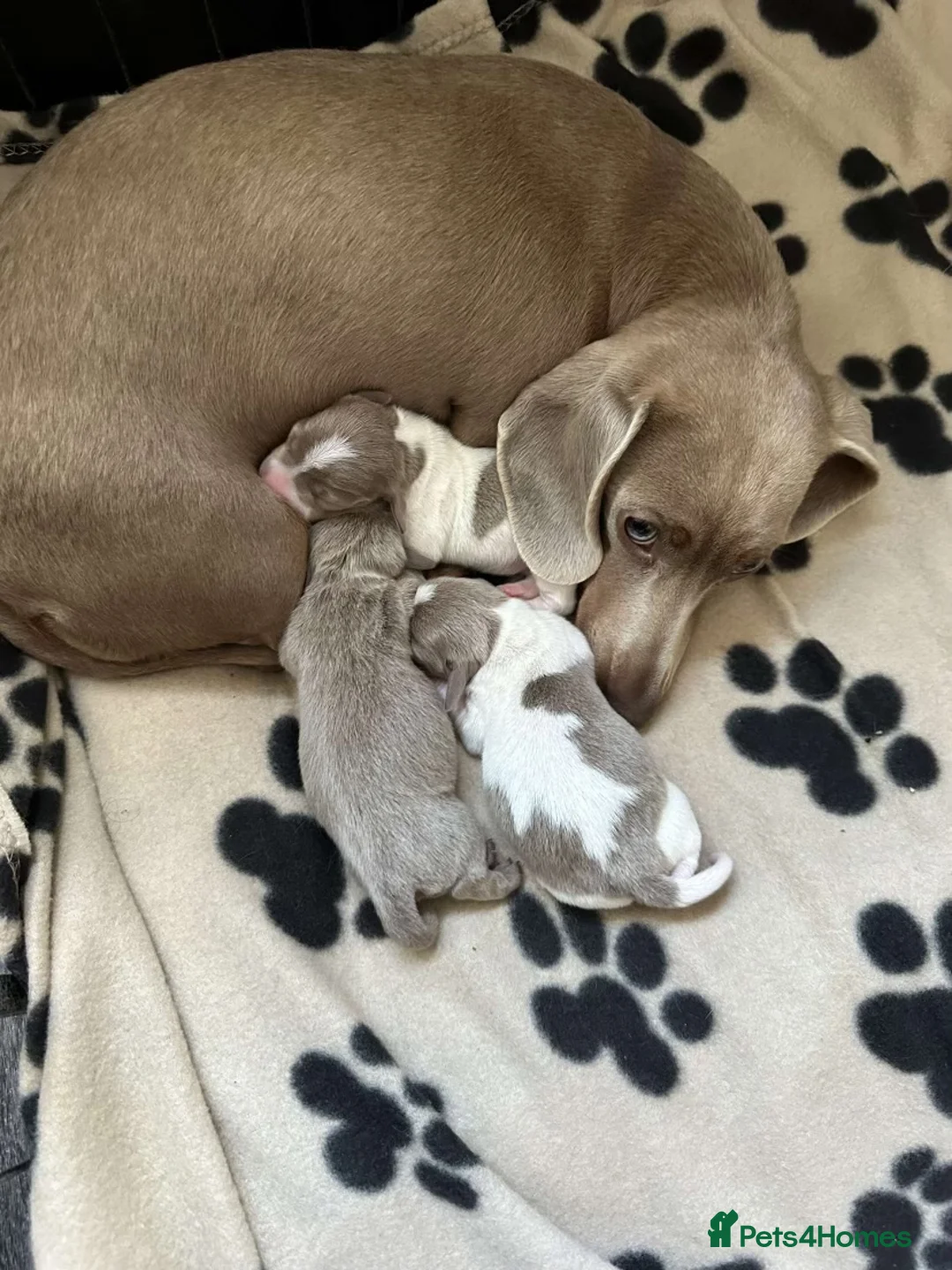 Miniature Dachshund dogs for stud: 🍦ALPHA mini cream Int/Int pied Smooth dachshund ! in Mexborough - Advert 17