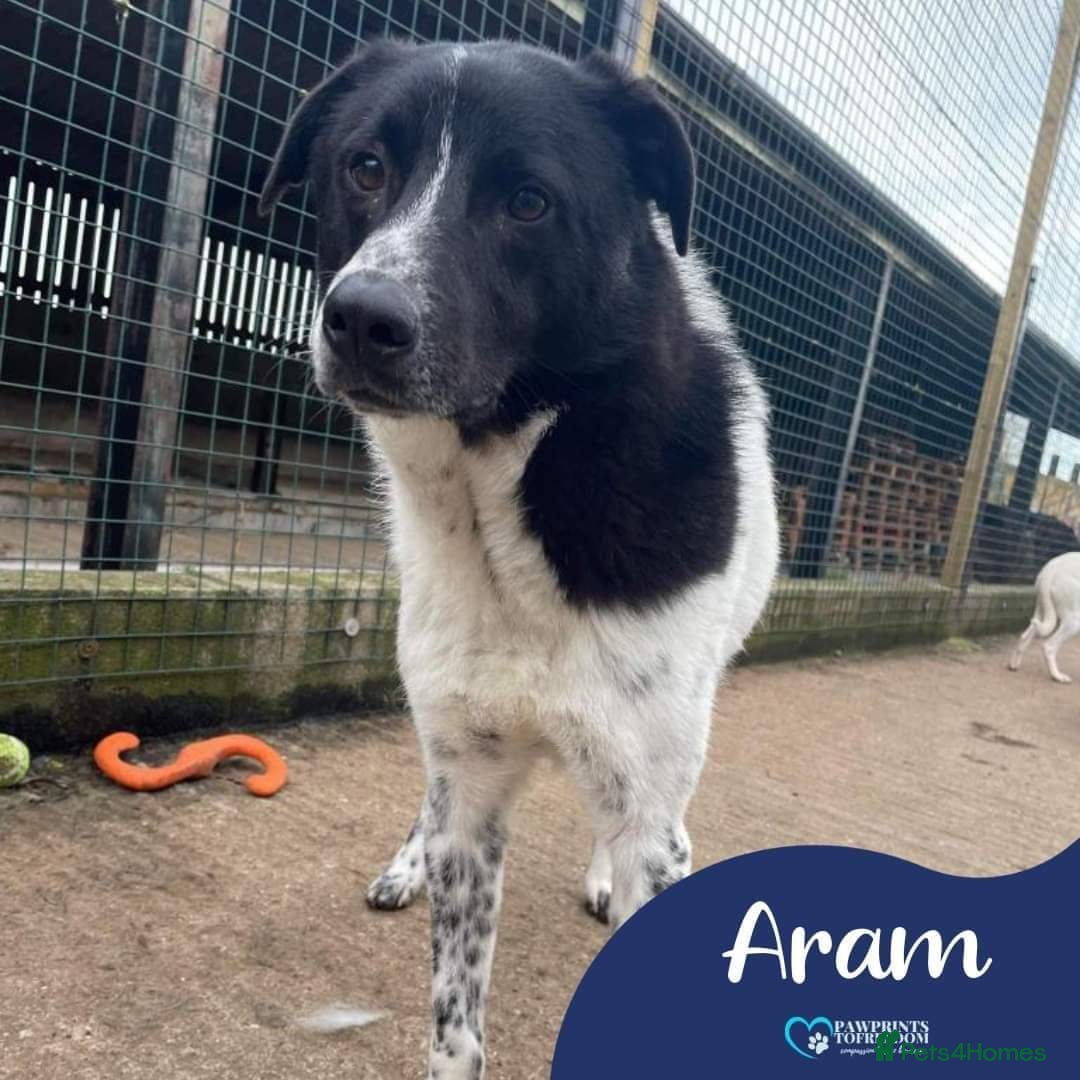 Mixed Breed dogs Meet Aram currently residing in Cheshire  in Nantwich - Advert 19