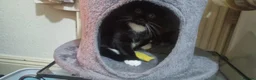 British Shorthair cats for sale: British Short Hair Kitten - Advert 9