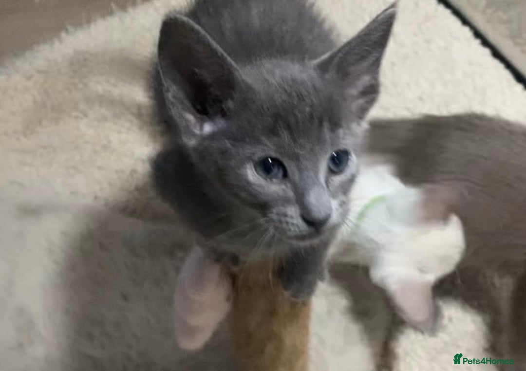 Oriental cats for sale: Oriental kittens  - Advert 13