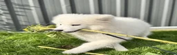 Samoyed dogs for sale: Only one girl left.  - Advert 16