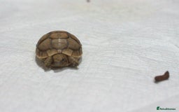 Tortoise reptiles for sale: Greek Tortoises for sale - Image 6