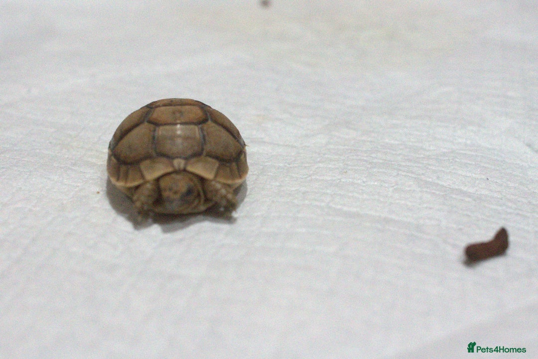 Tortoise reptiles for sale: Greek Tortoises for sale - Image 6