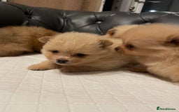 Pomeranian dogs for sale: Beautiful 🤩 Pomarenian puppies  - Image 6