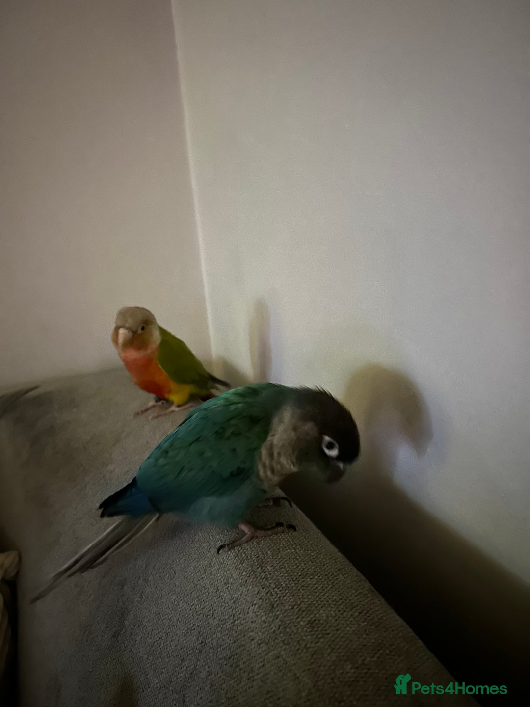 Conures birds for sale: 2x conures mating pair  - Advert 4