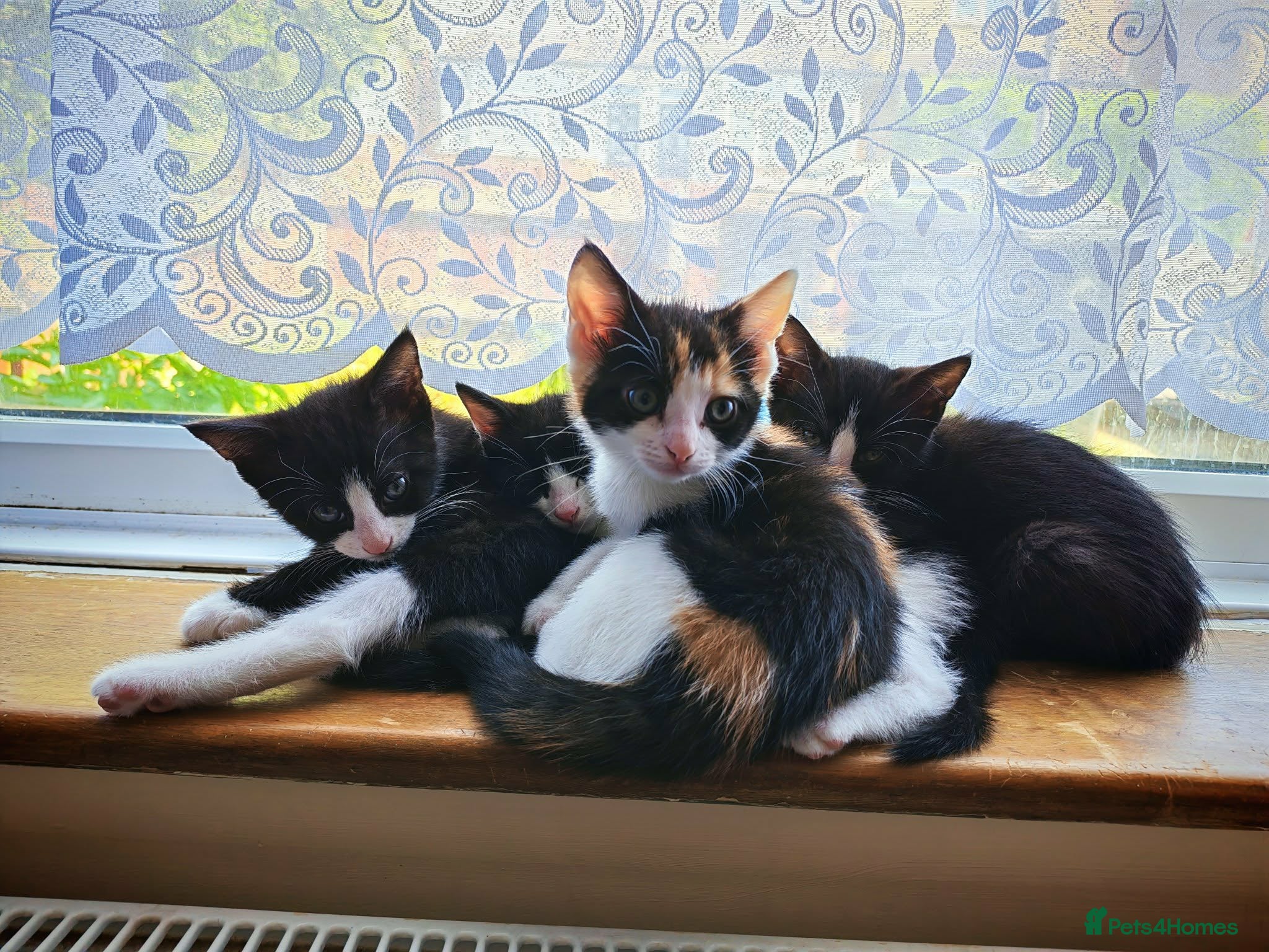Domestic Shorthair cats 7 beautiful kittens for sale - Advert 9