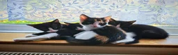 Domestic Shorthair cats for sale: 7 beautiful kittens for sale - Advert 1