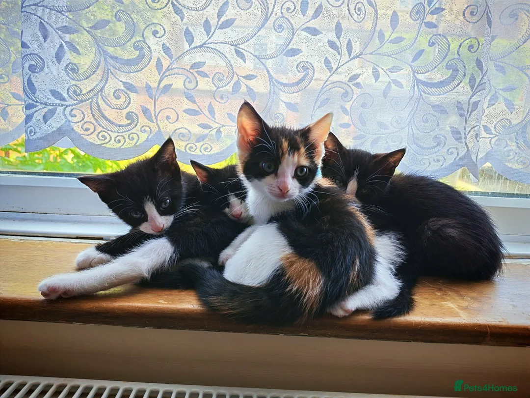 Domestic Shorthair cats for sale: 7 beautiful kittens for sale - Advert 1